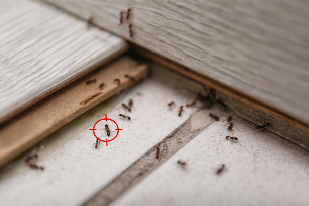 Best Pest Control Near Me in Summit, WA